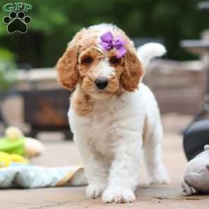 Millie, Standard Poodle Puppy